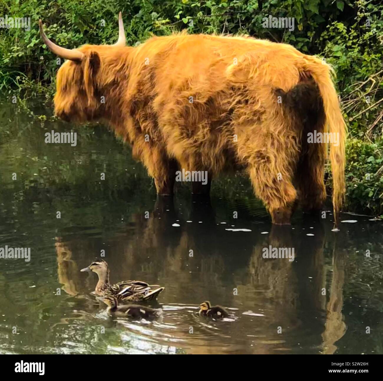 Highland Kuh stehend im Wasser, mit Enten und Entenküken schwimmen  Vergangenheit Stockfotografie - Alamy