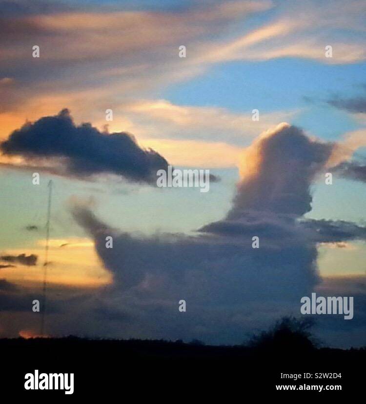 In den Himmel schauen. Ente in den Wolken Stockfoto