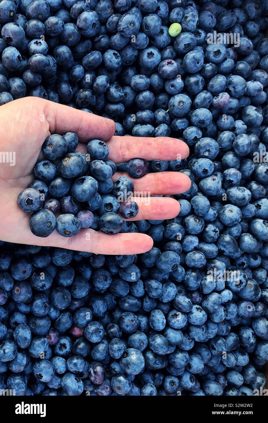 Sommer Ernte - Hand mit frischen Blaubeeren - Smartphone-aufgenommenes Stockfoto