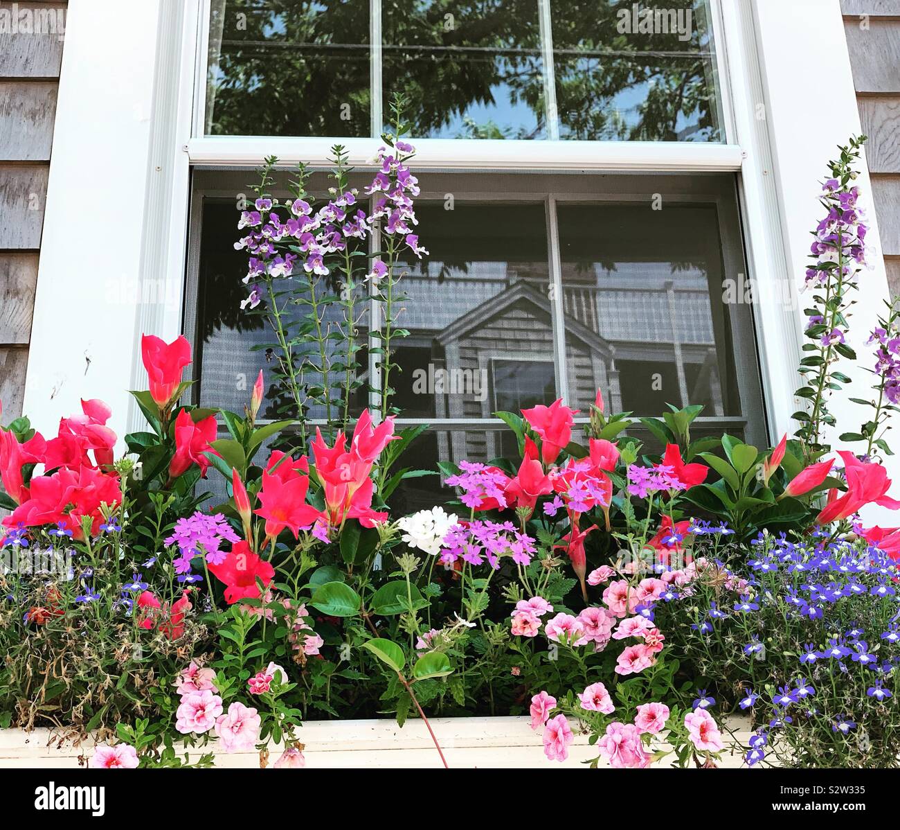 Blumenkasten auf ein Fenster auf Nantucket, Massachusetts, Vereinigte Staaten von Amerika - Smartphone-aufgenommenes Stockfoto