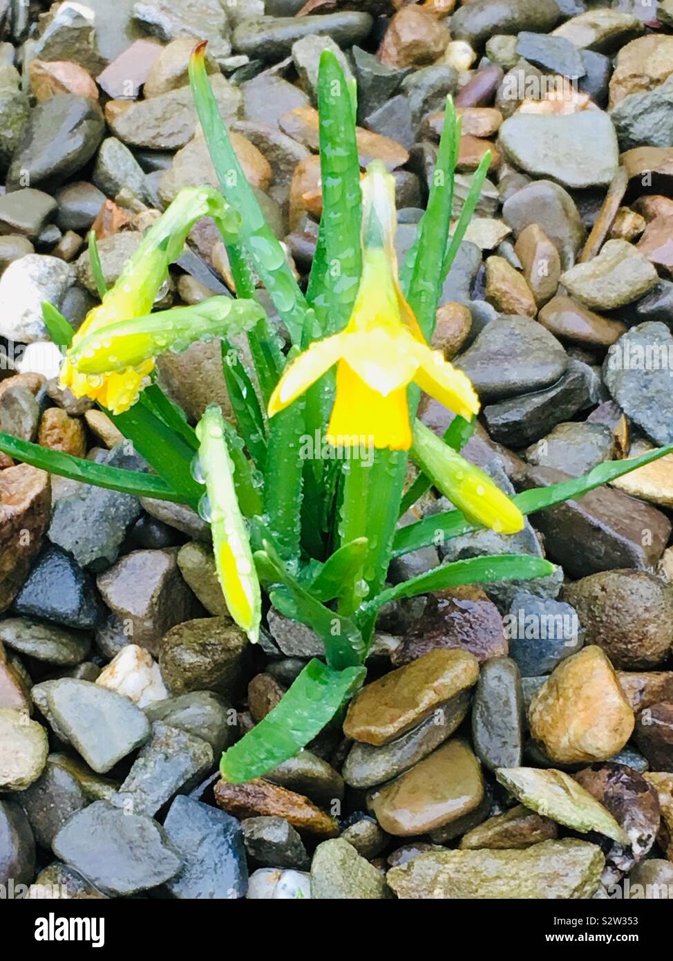 Leuchtend gelbe Narzissen, die durch Schotter im Regen wachsen. Nationalemblem von Wales - St David's Day Stockfoto