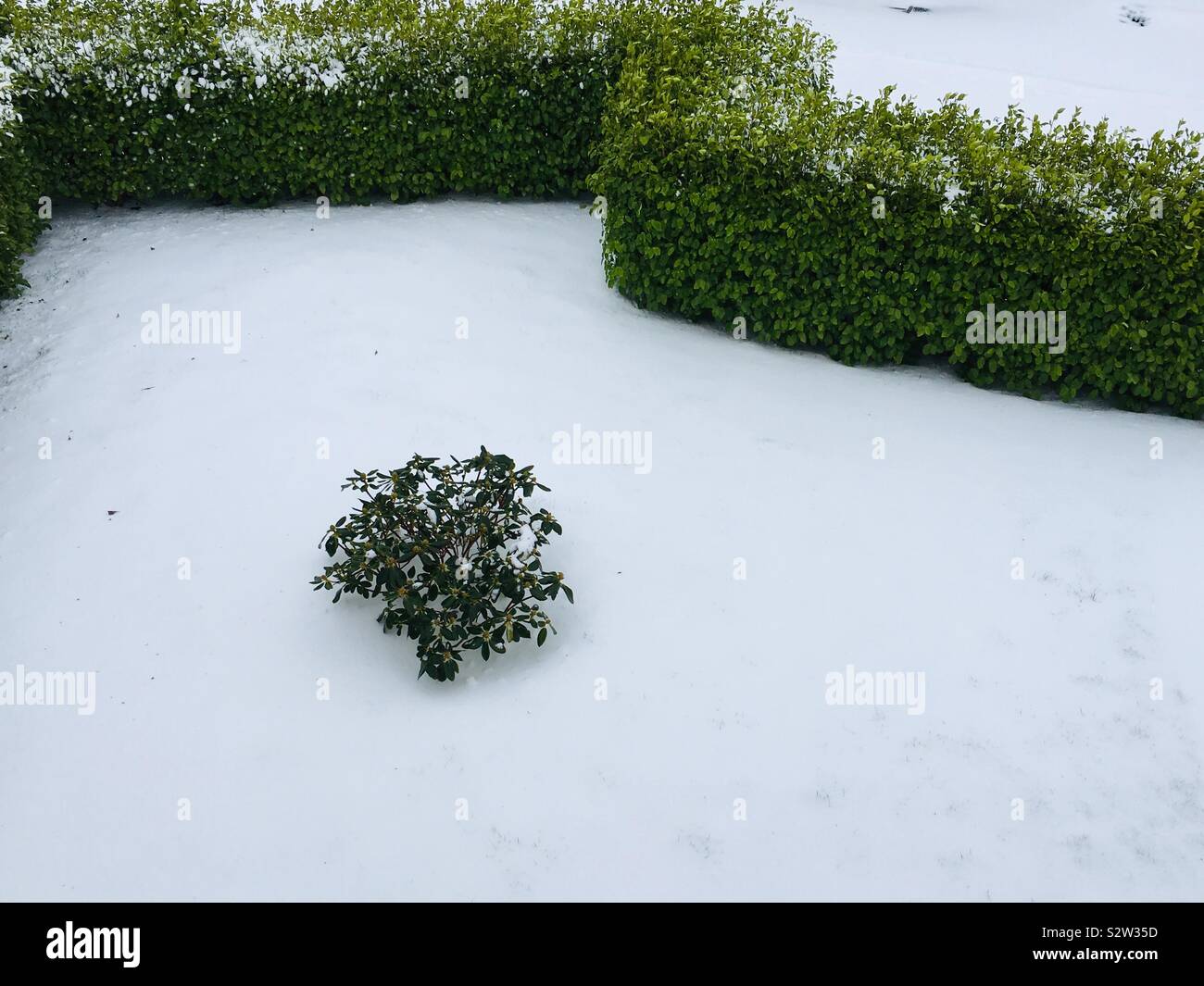 Decke des Schnees in einem Garten von einer Hecke umgeben Stockfoto