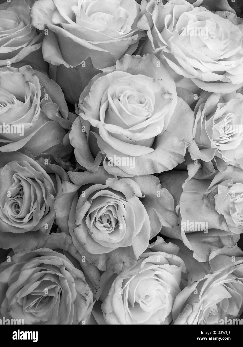 Nahaufnahme der weißen Rosen Blumenstrauß in monotones. Stockfoto