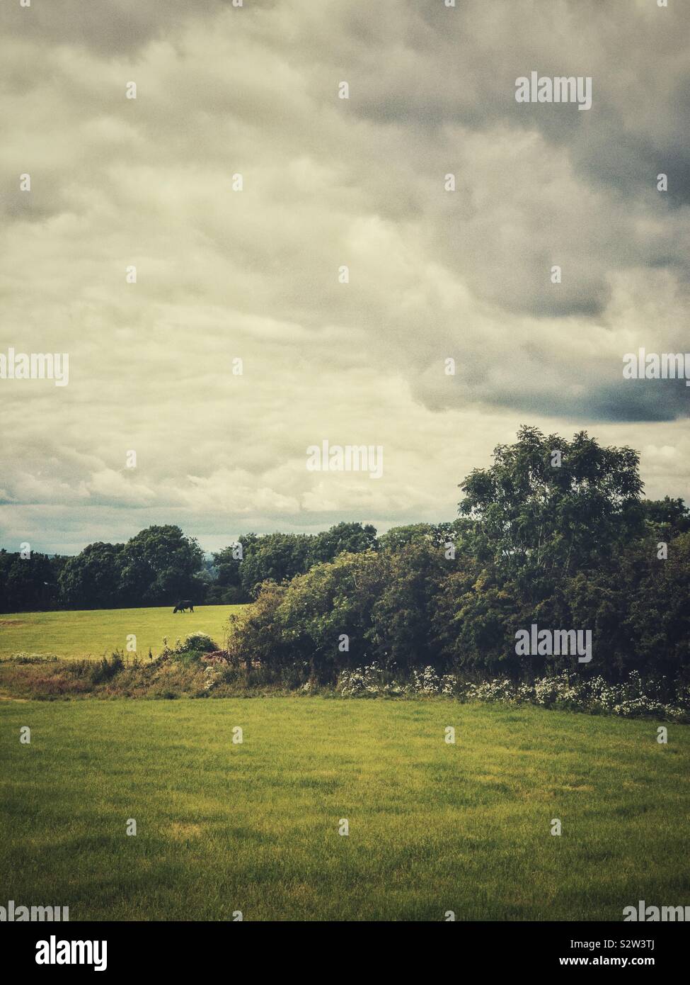 Landschaft mit Feldern und Wäldern in Schottland mit bewölktem Himmel. Stockfoto