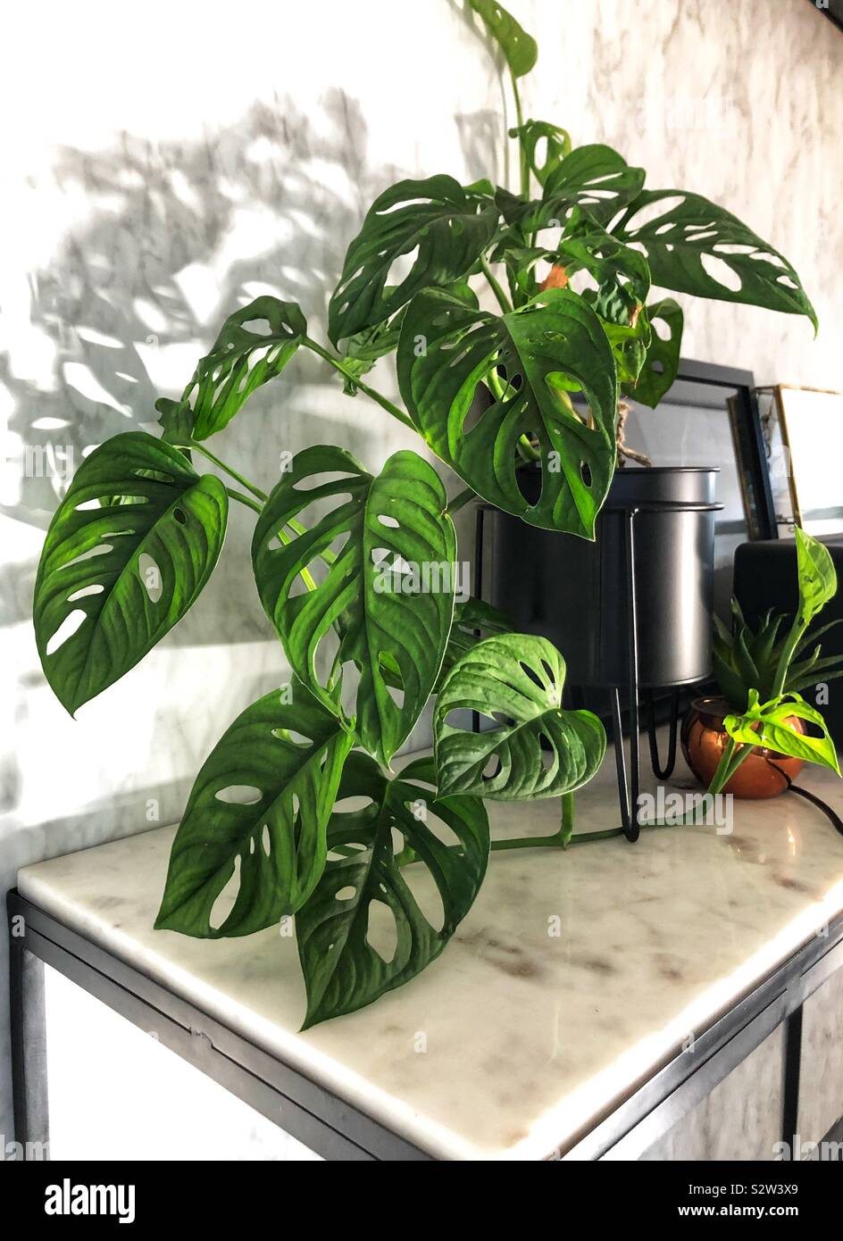 Monstera obliqua Anlage auf einem Marmortisch - Smartphone-aufgenommenes Stockfoto