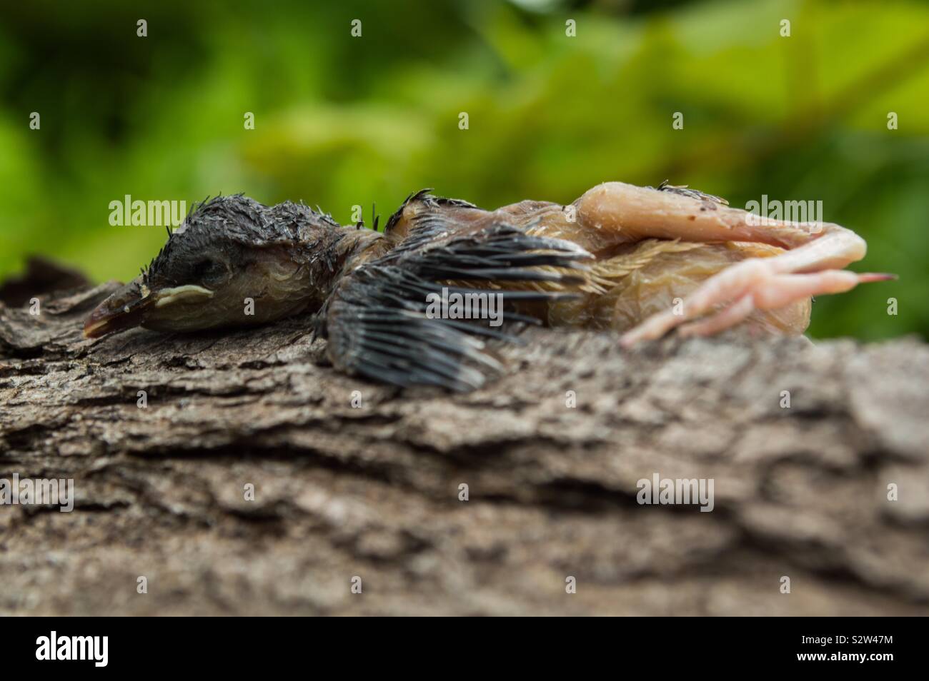 Tote baby Vogel auf Zweig gefunden Stockfoto