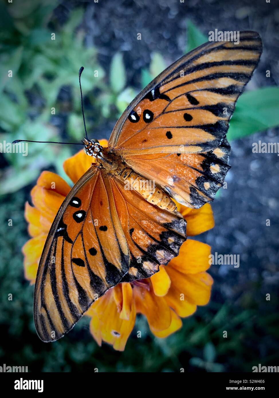 Weibliche Golf Fritillaryschmetterling auf eine Orange Blume - Smartphone-aufgenommenes Stockfoto