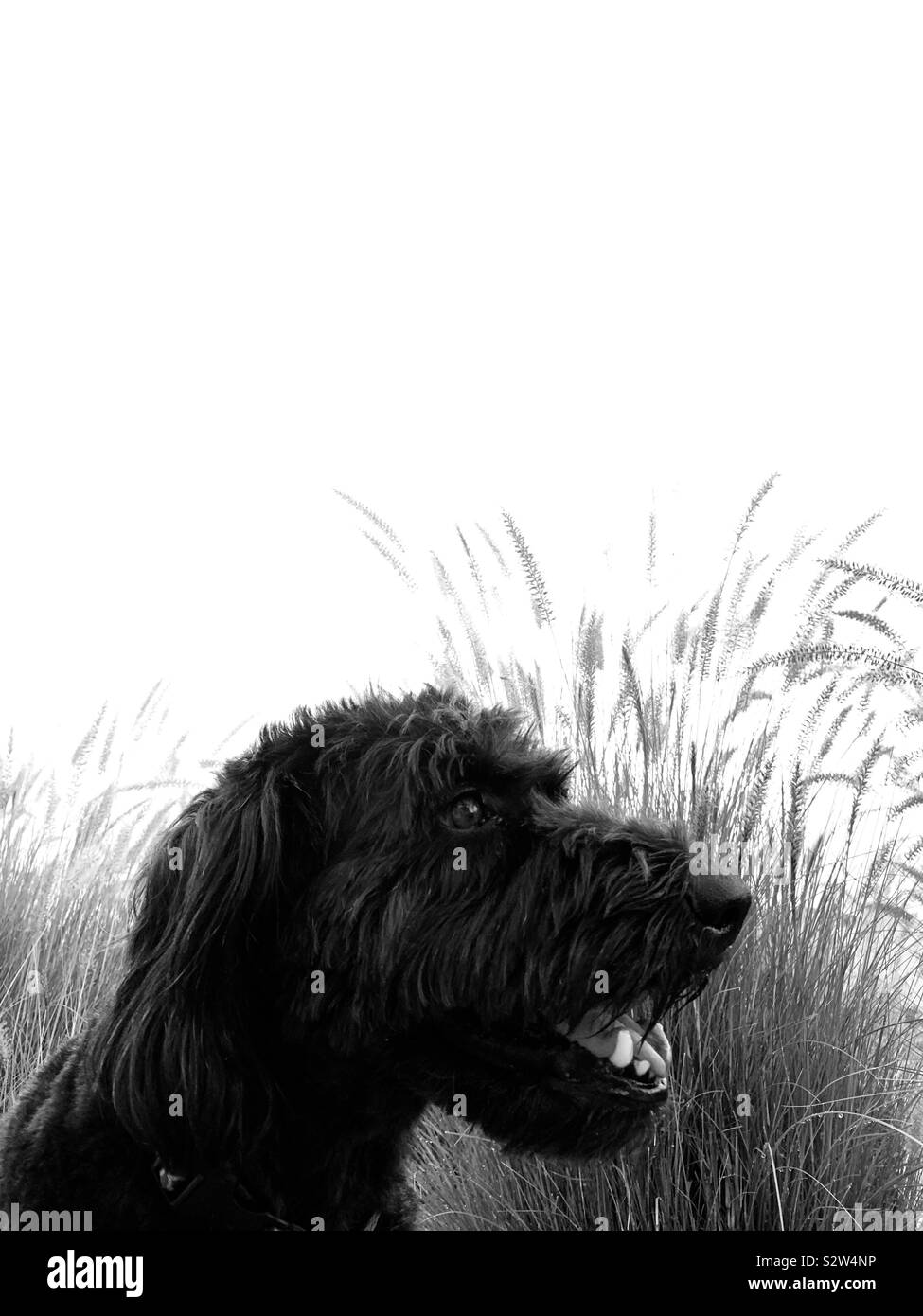 Ein schwarzer glücklich Labradoodle Hund. Stockfoto