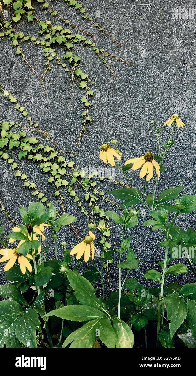 Efeu und Wildem gelbe Blumen in Otaru, eine schöne Stadt im Norden Hokkiedo in Japan entdeckt. Stockfoto