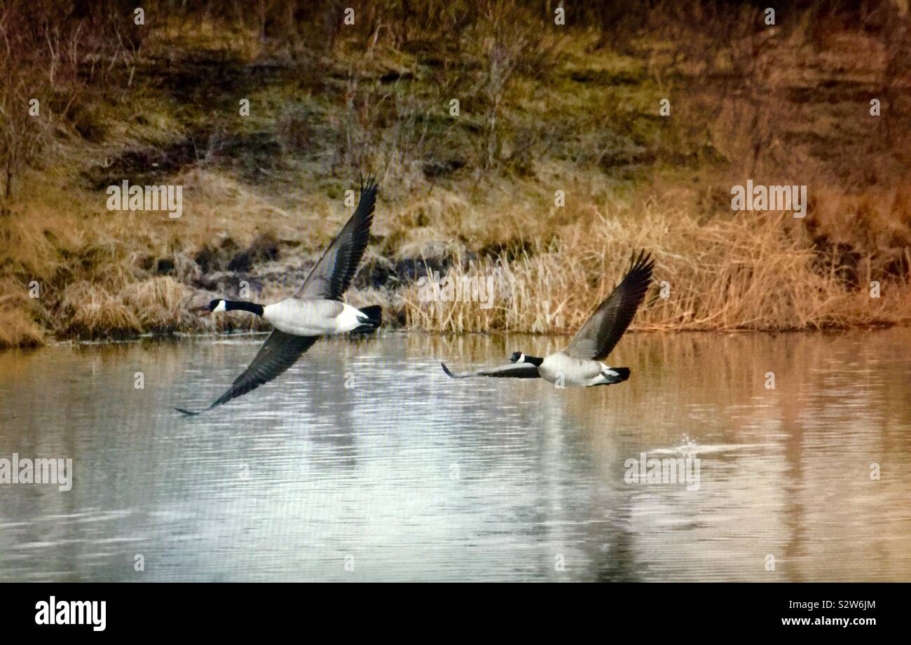 Nordamerikanische Vögel, Kanada Gans Stockfoto