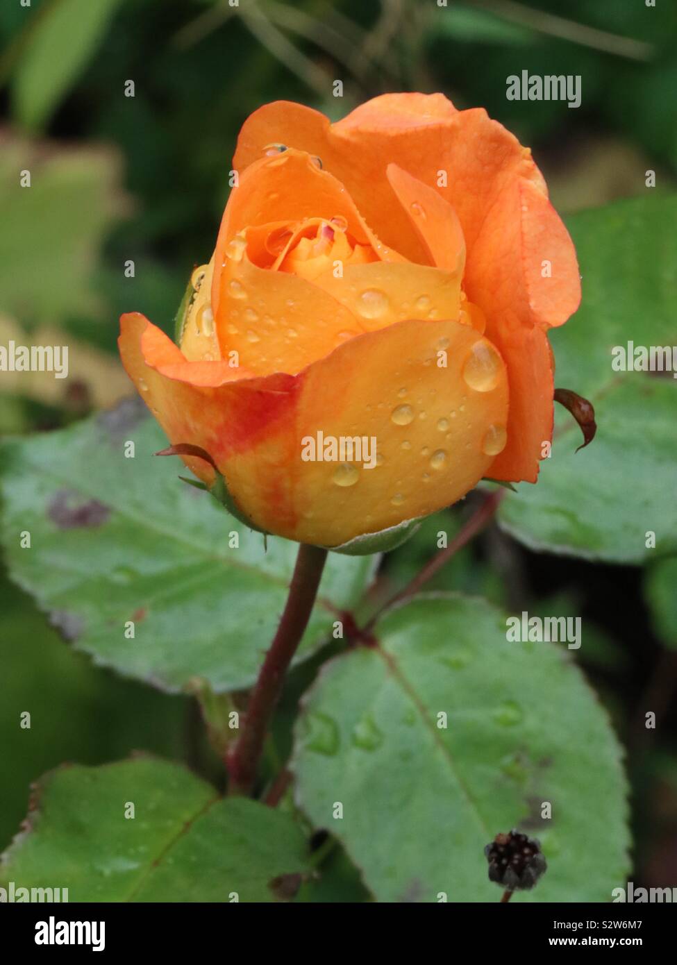 Gelbe rose von texas -Fotos und -Bildmaterial in hoher Auflösung – Alamy