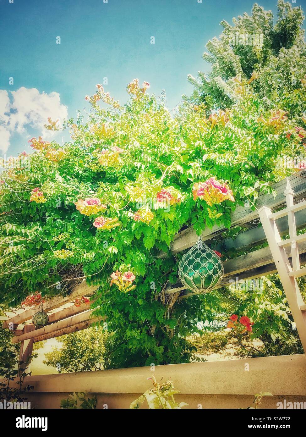 Trompete Reben wächst auf einem Gitter im Sommer Stockfoto