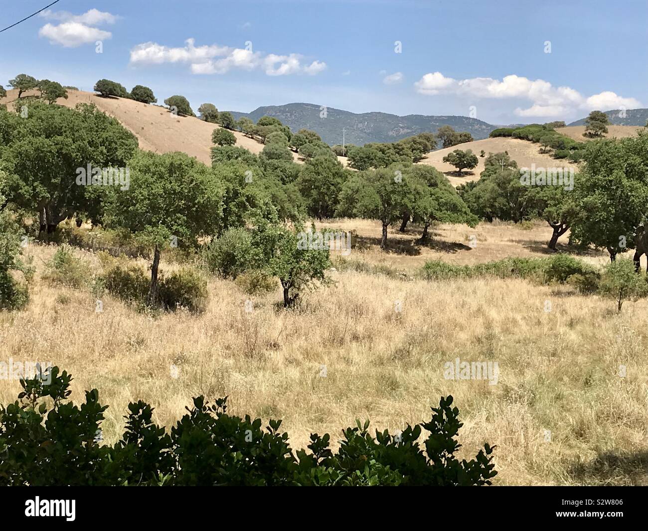 Korkeichen in Sardinien im Sommer Landschaft Stockfoto