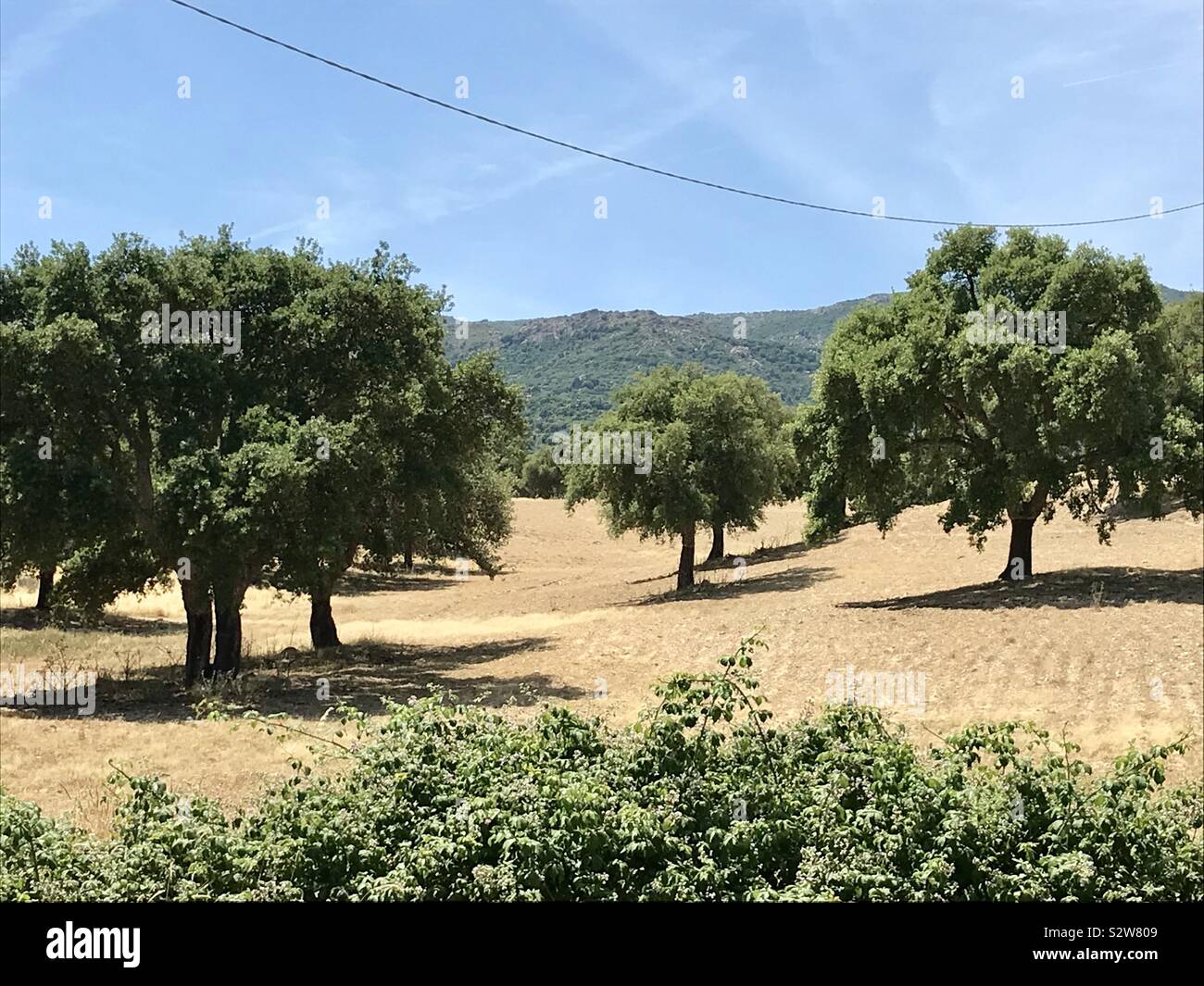 Korkeichen im Sommer Landschaft, Sardinien Stockfoto