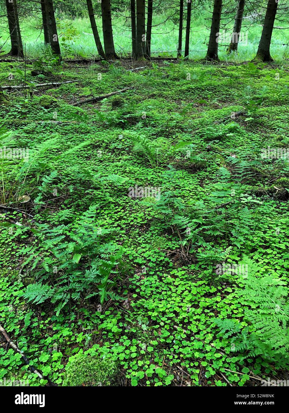 Waldboden in üppigen, grünen Klee und Farn bedeckt. Grafschaft Akershus, Norwegen. Stockfoto