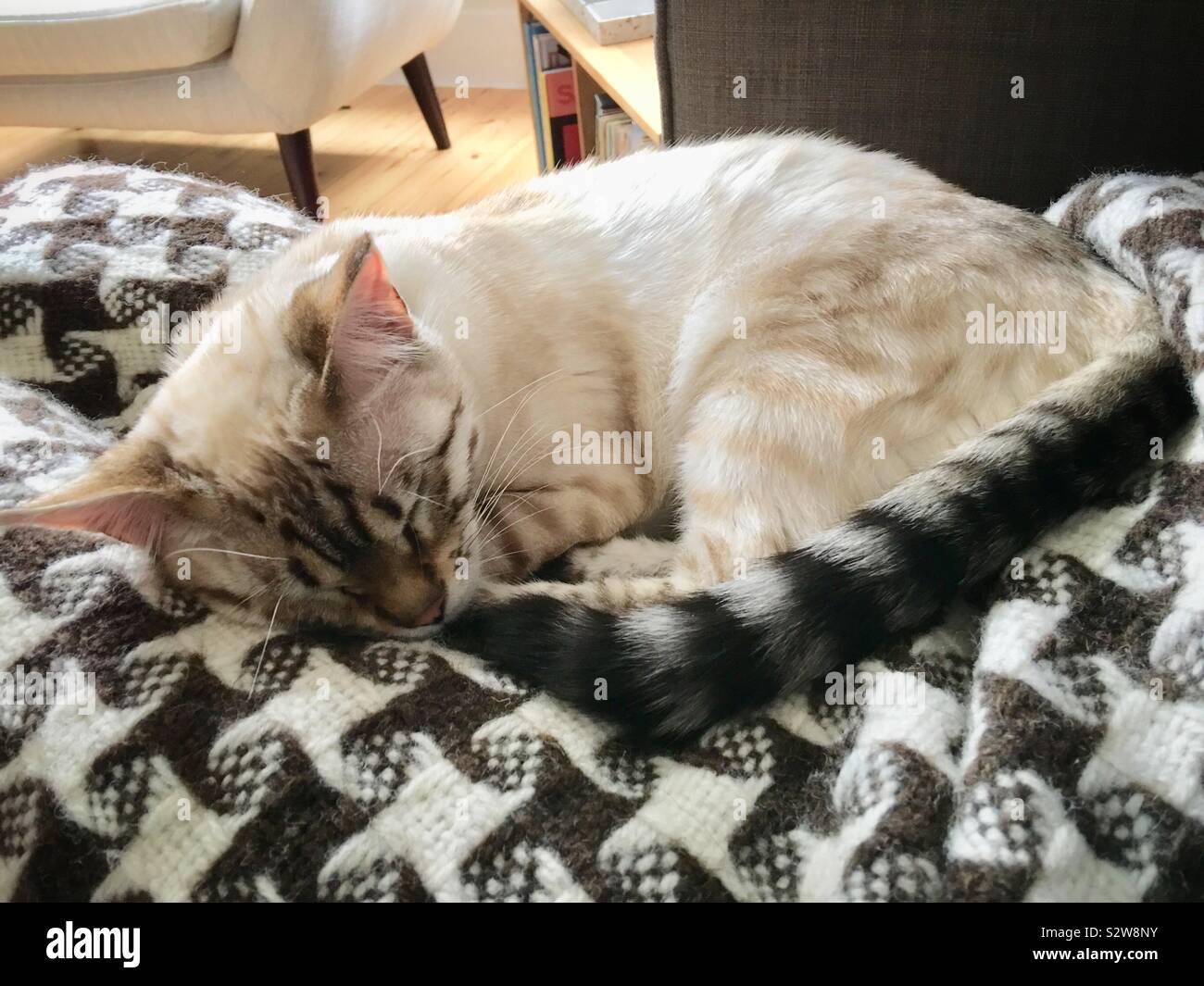 White Snow Bengal kitten schlafen Stockfoto
