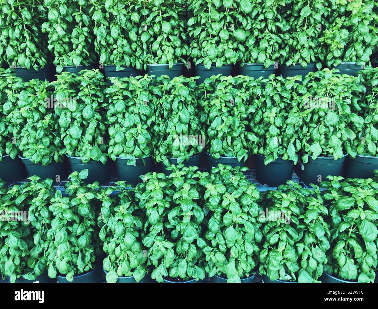 Reihen von Buschig , Topfpflanzen Basilikum Pflanzen zum Verkauf auf dem Markt - Smartphone-aufgenommenes Stockfoto