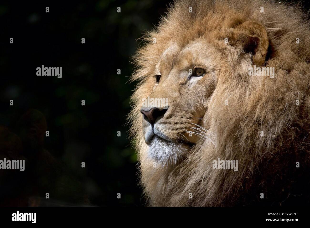 Es ist ein schönes Bild von einem Löwen. Stockfoto