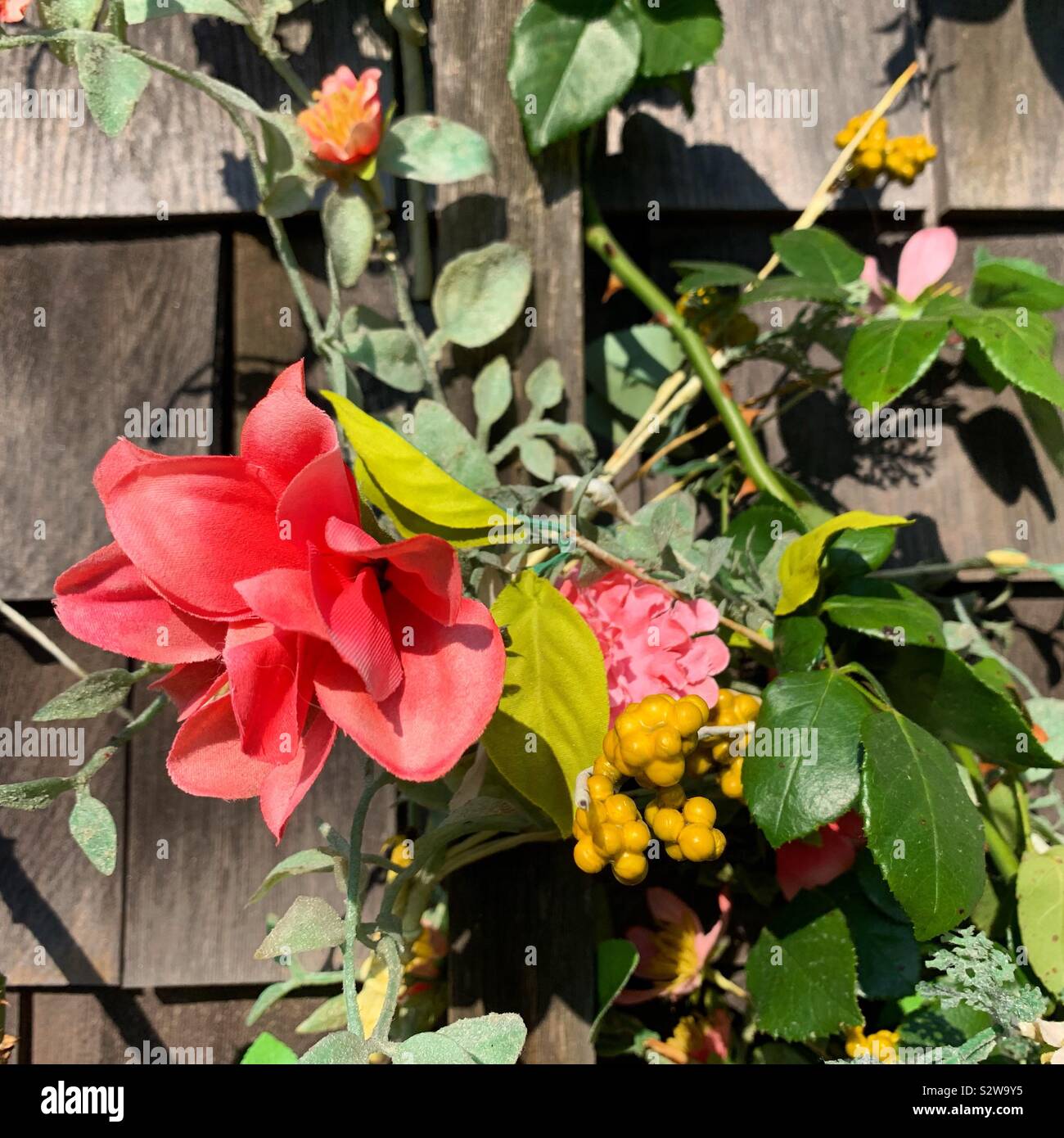 Blumen, Nantucket, Massachusetts, Vereinigte Staaten von Amerika - Smartphone-aufgenommenes Stockfoto