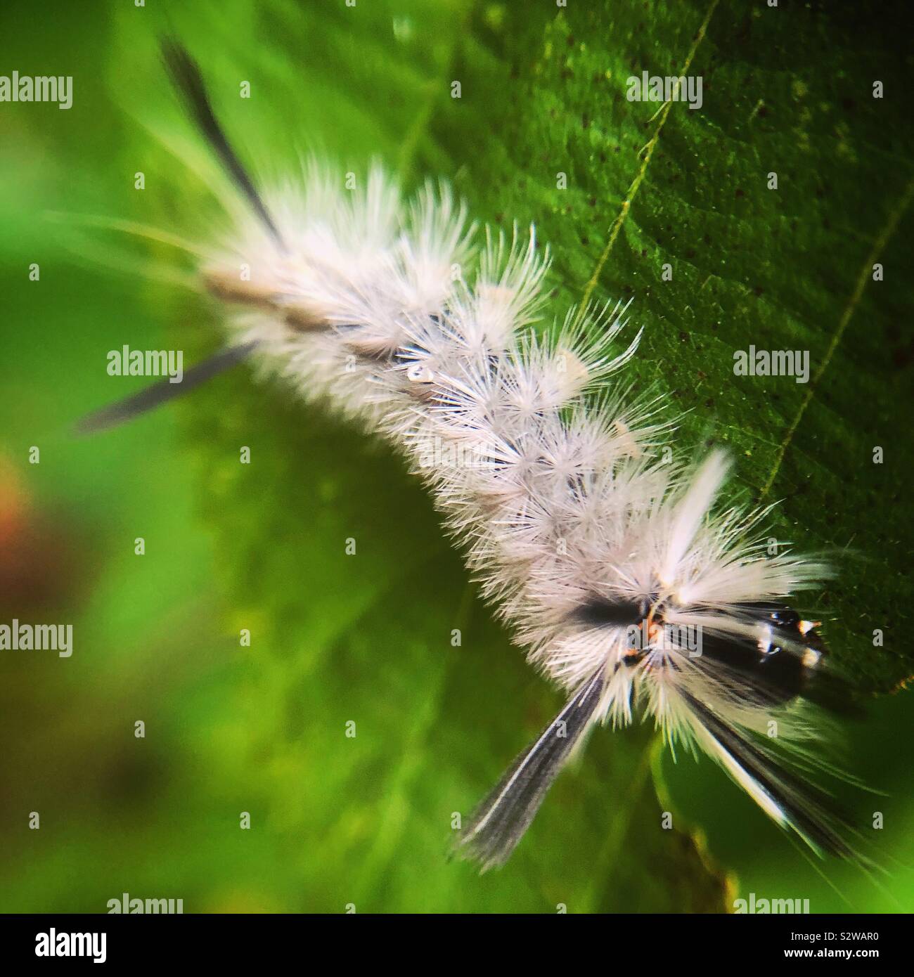 Gebänderte tussock Motte Caterpillar, Wayne County, Pennsylvania Stockfoto