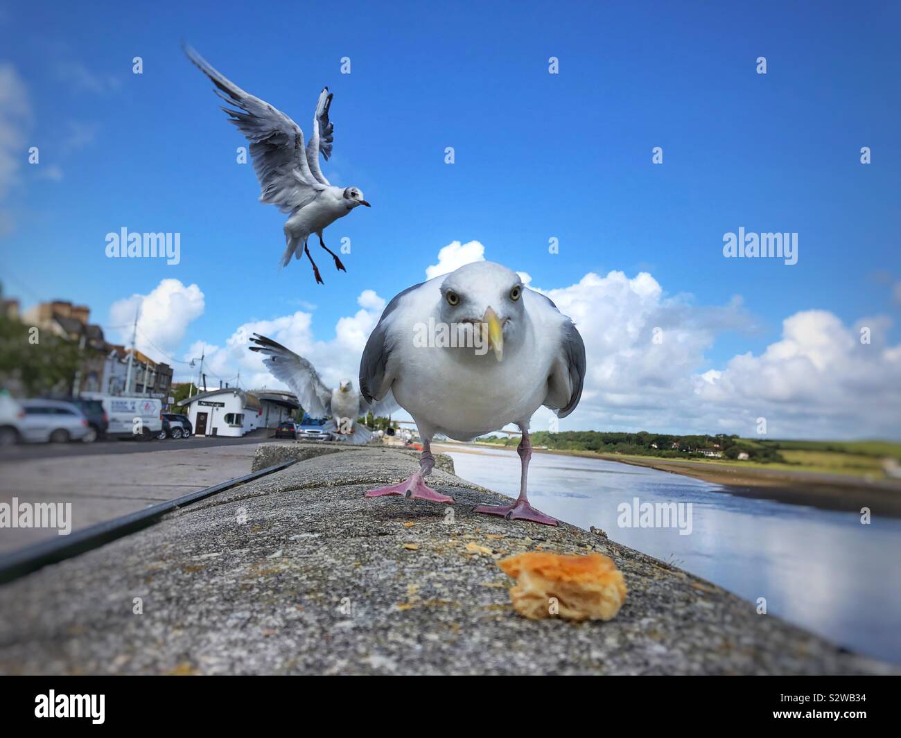 Eine mittlere Suche seagull in Bewegung auf eine Pastete Kruste, Bideford, Devon. Stockfoto