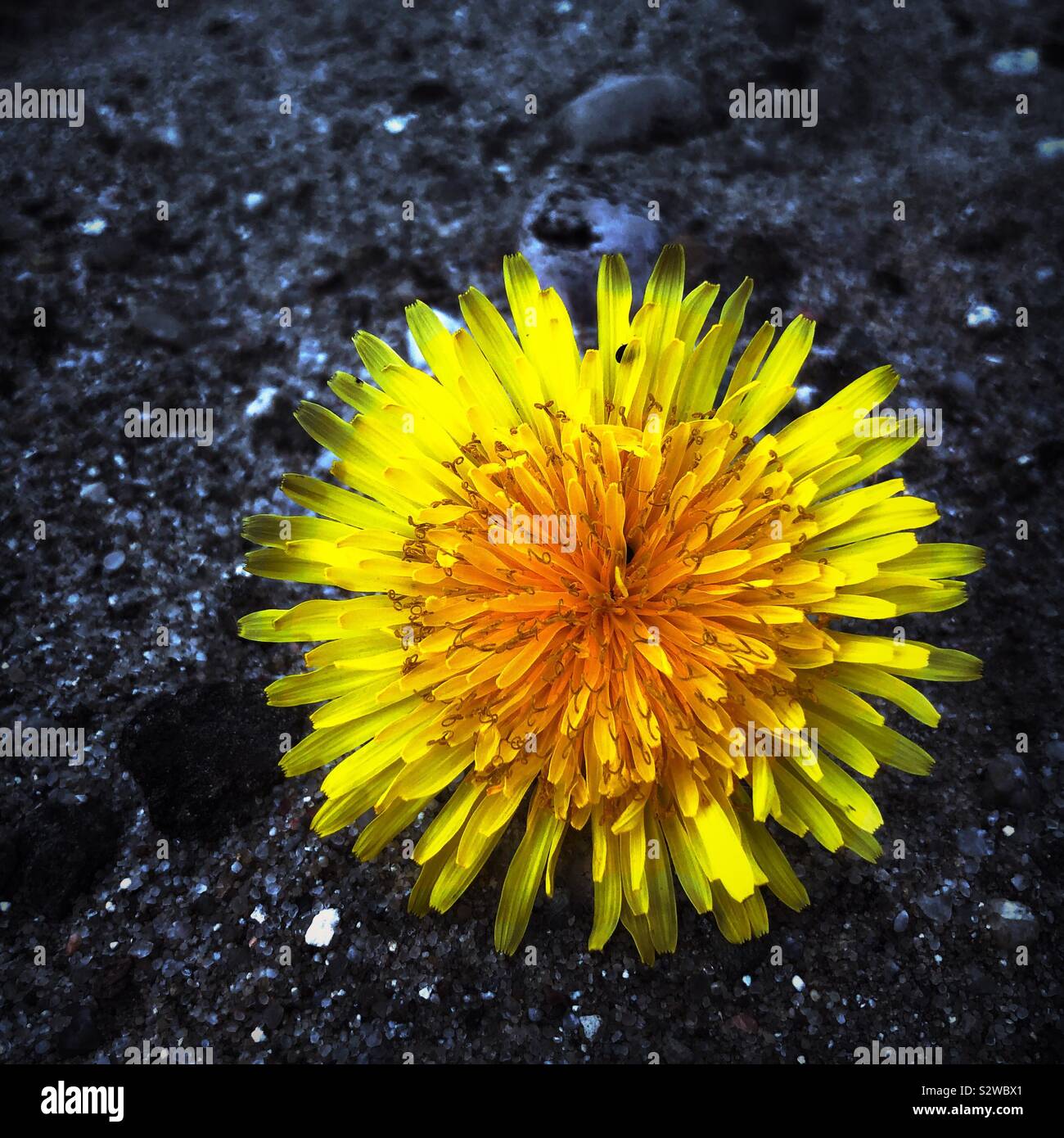 Blume perfekt Stockfoto