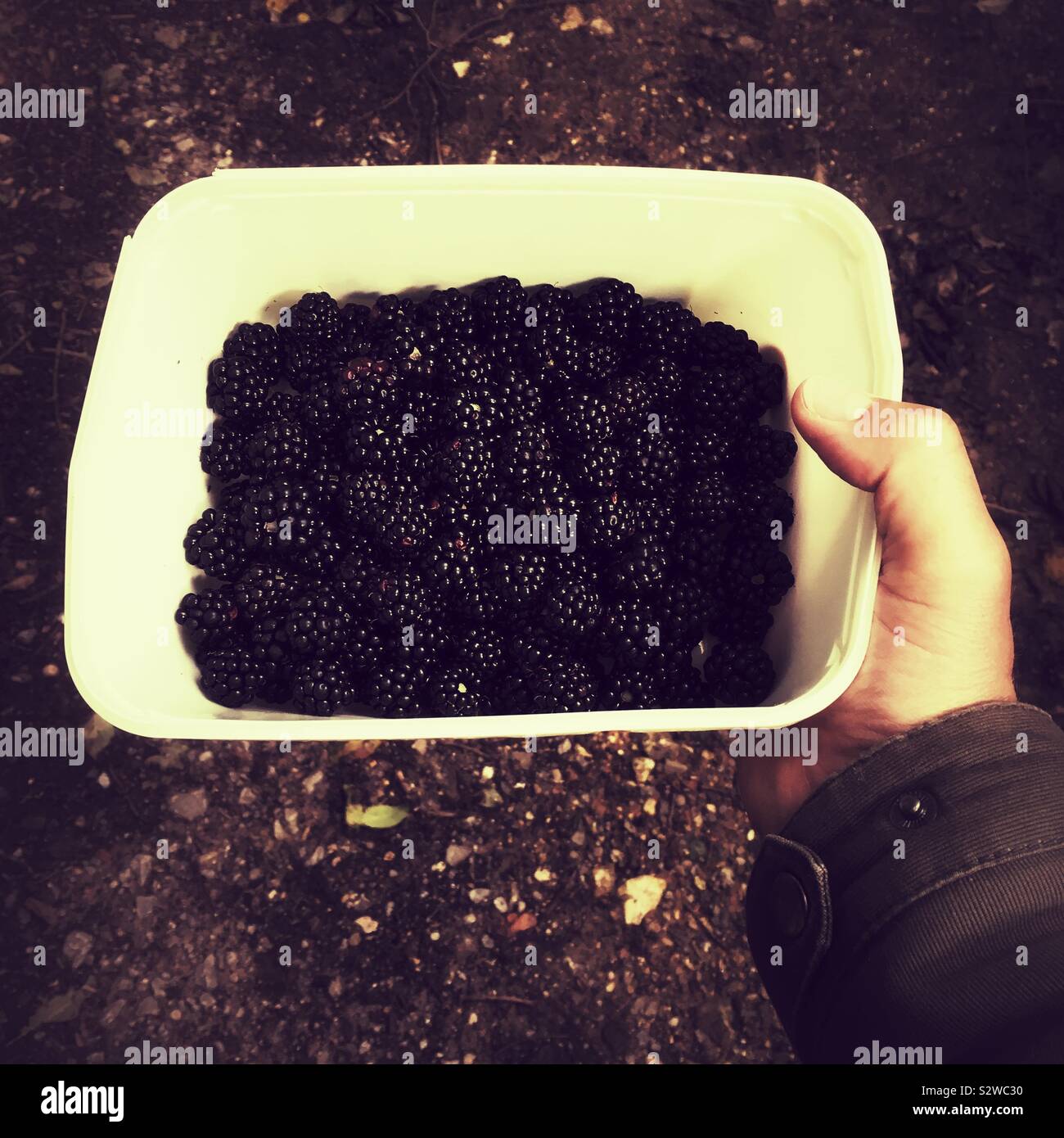 Frische Brombeeren, Hampshire, England, Vereinigtes Königreich. Stockfoto