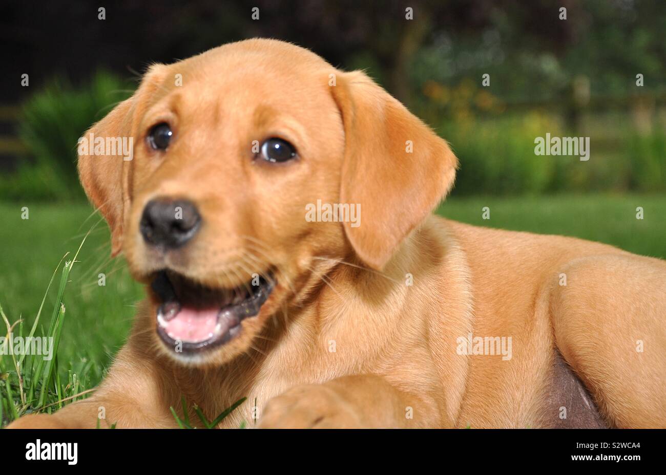 Lachen Hund Stockfoto