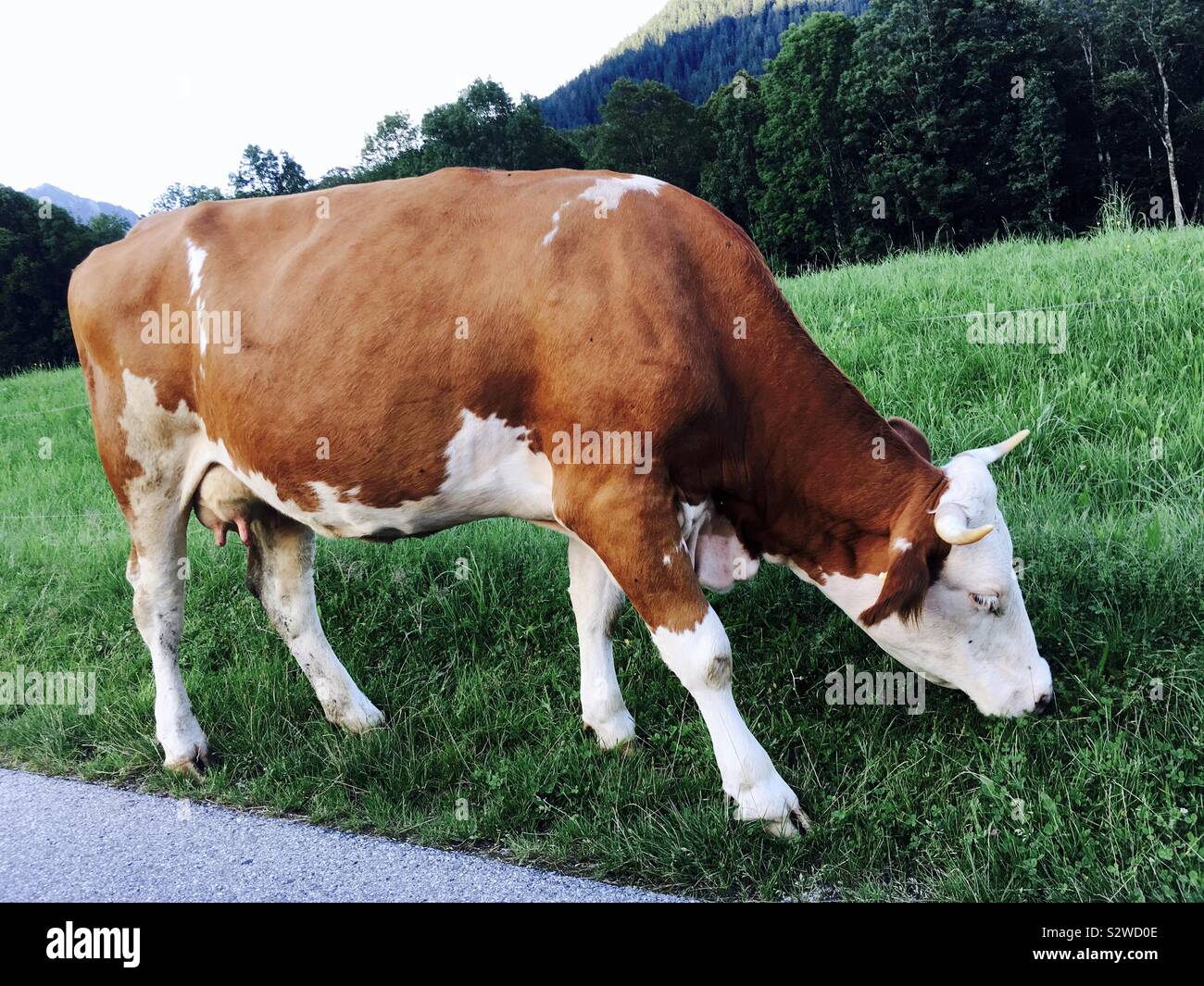 Grasende Kuh in einem Feld Stockfoto