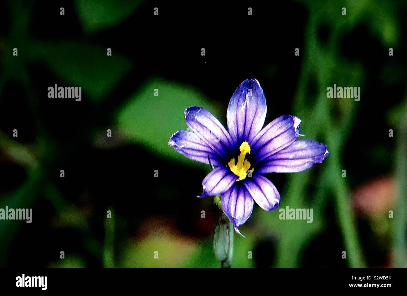 Wildblumen von Alberta, Kanada, blue eyed Grass Stockfoto