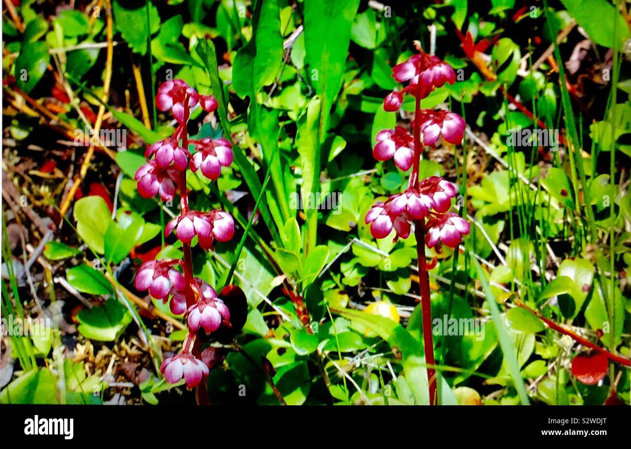 Wildblumen, Pyrola asarifolia, allgemein bekannt als liverleaf Wintergreen, bog Wintergreen oder pink, Wintergrün, ist eine Pflanzenart der Gattung Pyrola native zu den westlichen Nordamerika. - Smartphone-aufgenommenes Stockfoto