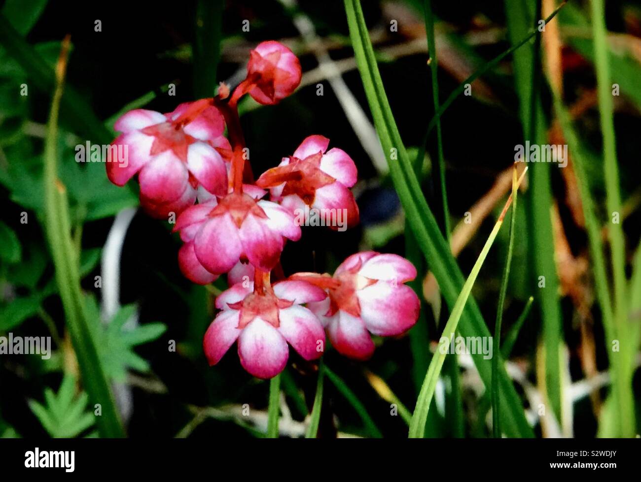 Wildblumen, Pyrola asarifolia, allgemein bekannt als liverleaf Wintergreen, bog Wintergreen oder pink, Wintergrün, ist eine Pflanzenart der Gattung Pyrola native zu den westlichen Nordamerika. - Smartphone-aufgenommenes Stockfoto