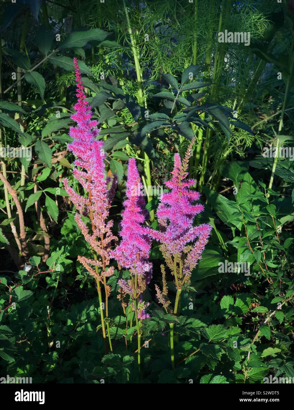 Astilbe Chinensis wächst in einem Land, Garten Stockfoto