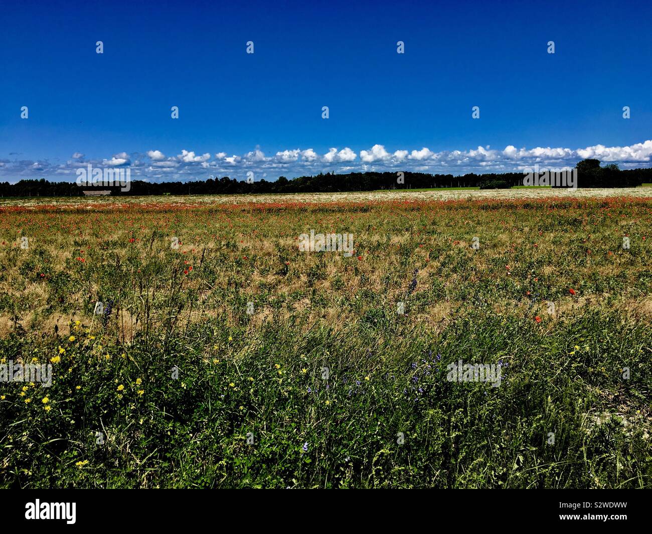 Estland Stockfoto