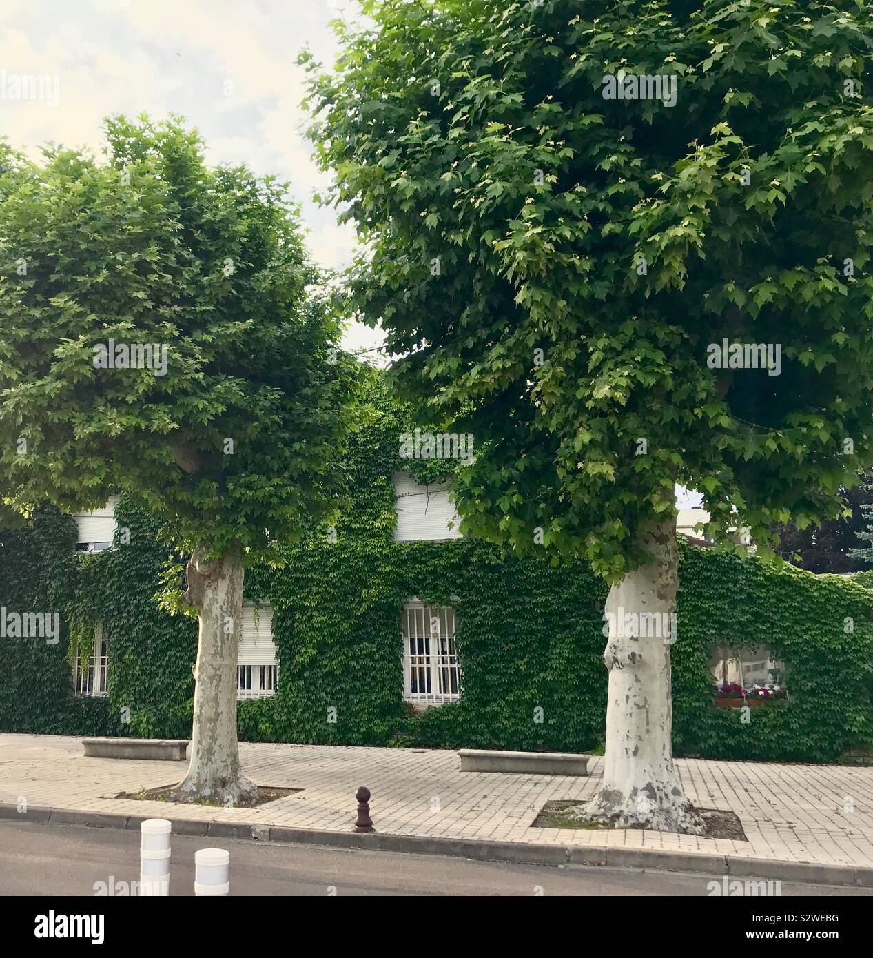 Bäume pflanzen, Dole, Frankreich Stockfoto