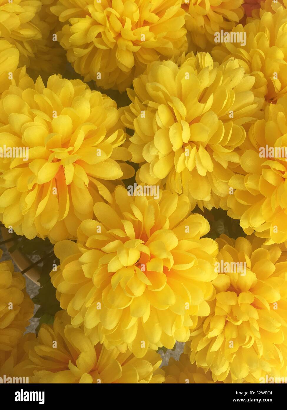 Gelb Seidenblumen Stockfoto
