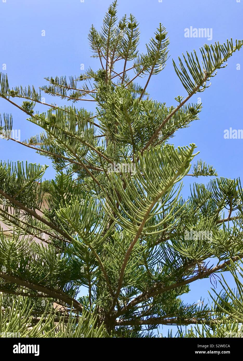 Norfolk Island Pine Tree in Sardinien, Italien Stockfoto