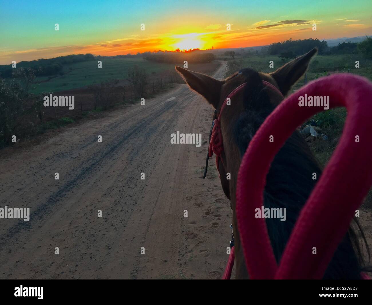 Den Sonnenaufgang von einem Pferd in einem ländlichen Gebiet Stockfoto