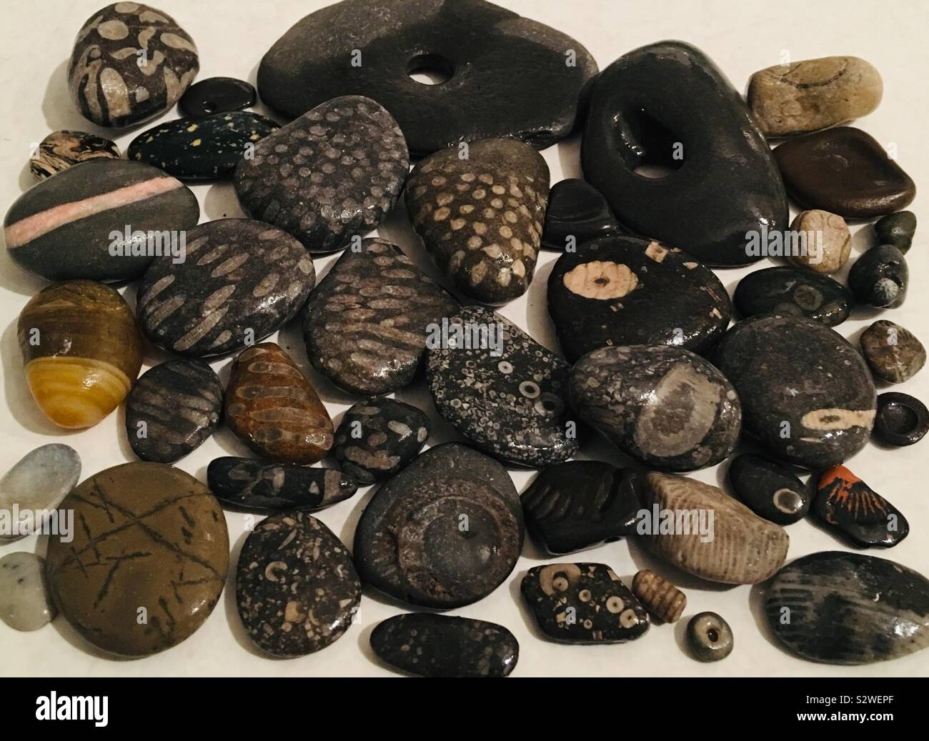 Kleine Fossilien und interessante Steine aus der Yorkshire coast Stockfoto