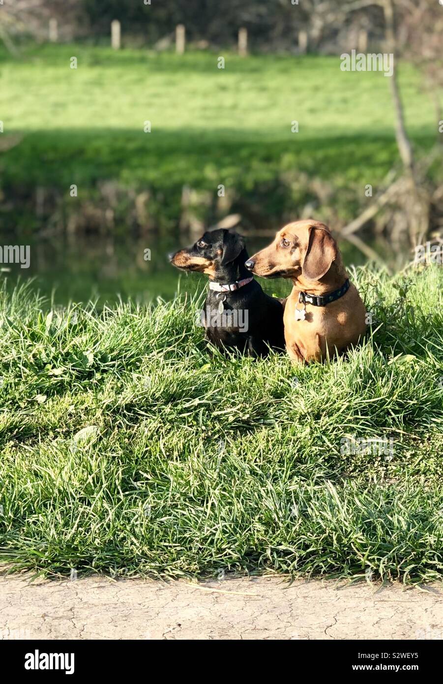 Zwei würstchen Hunde an einem Flussufer Stockfoto