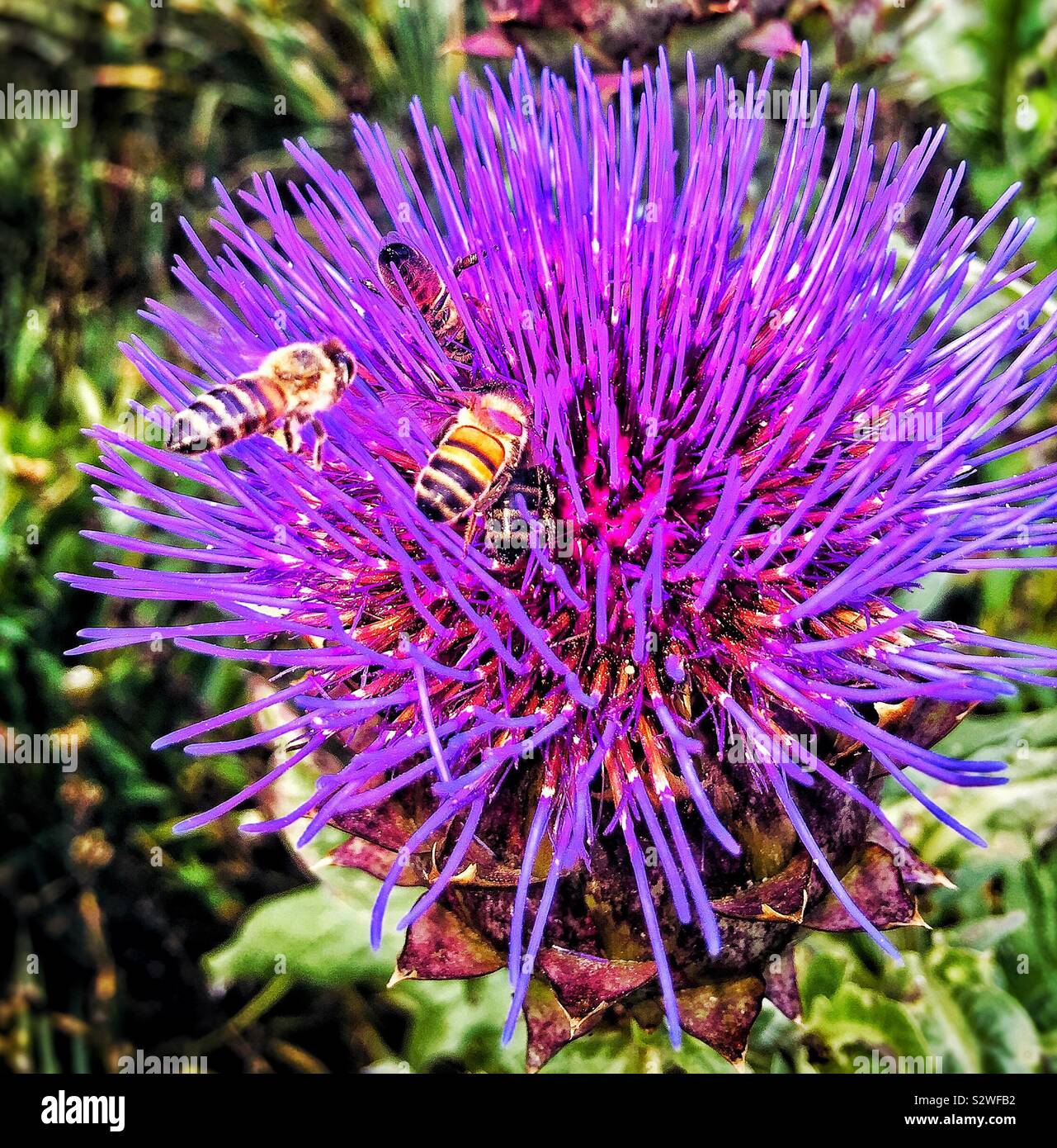 Bienen auf einer Distel - Smartphone-aufgenommenes Stockfoto