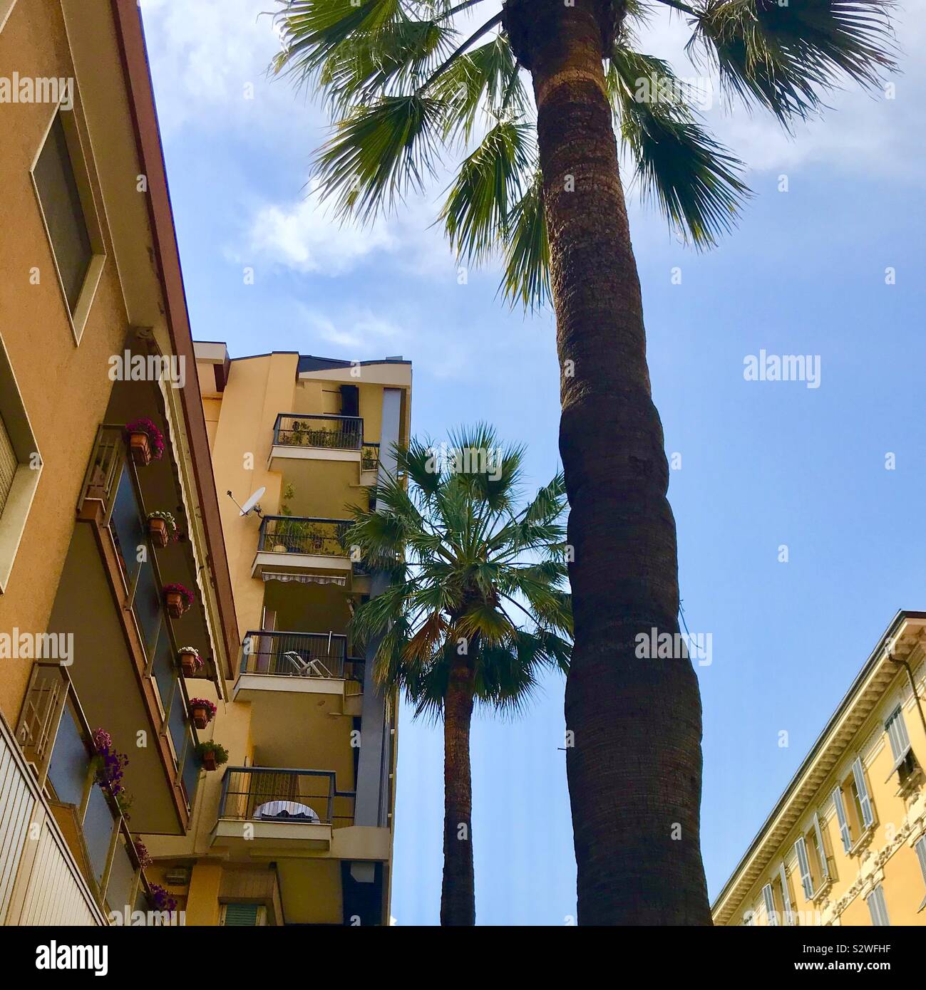 Anzeigen unter Palmen im Süden Frankreichs Stockfoto