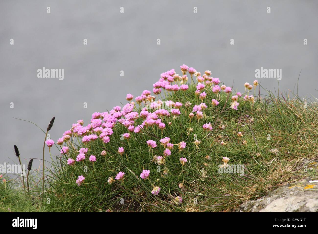 Irische Cliff Stockfoto