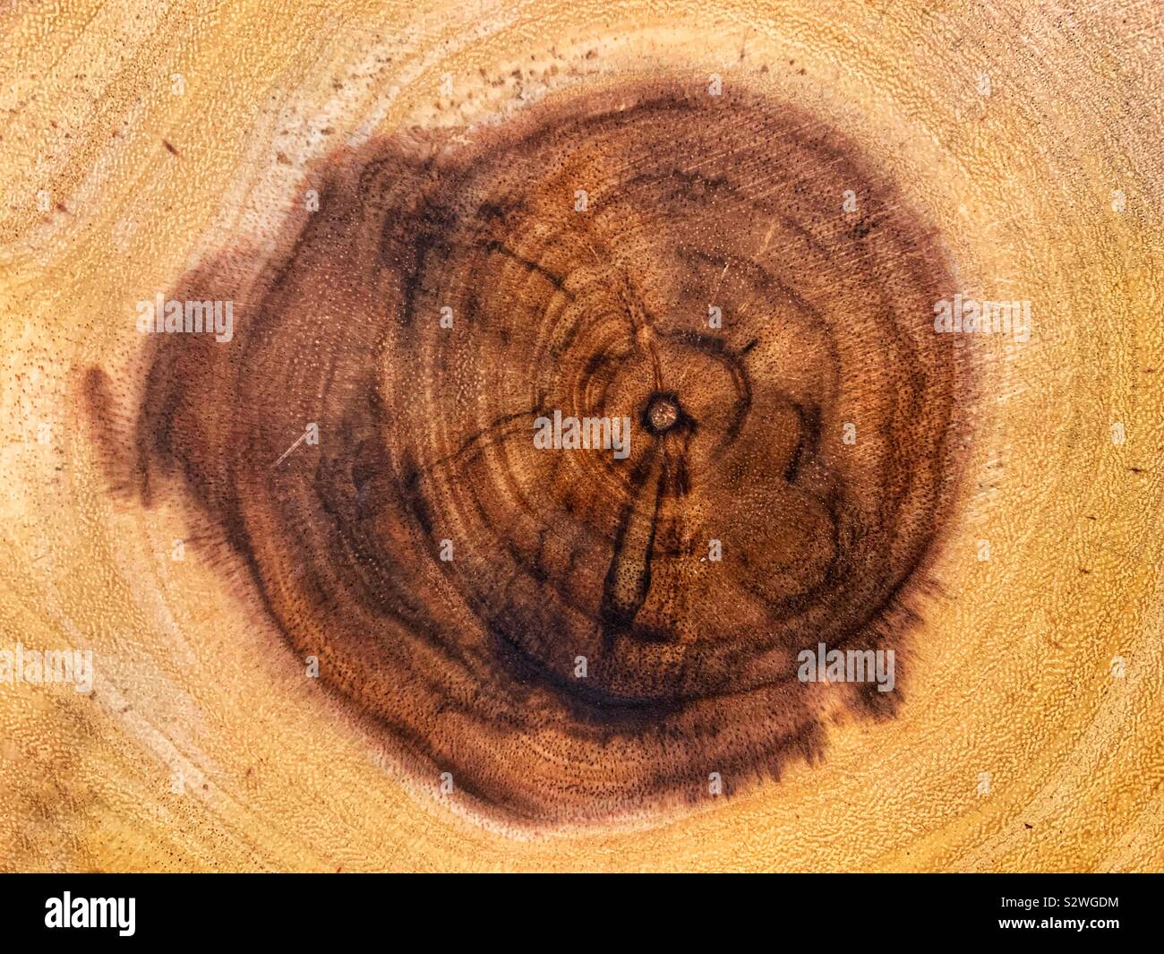 Querschnitt einer Akazie Holz Schneidebrett. - Smartphone-aufgenommenes Stockfoto