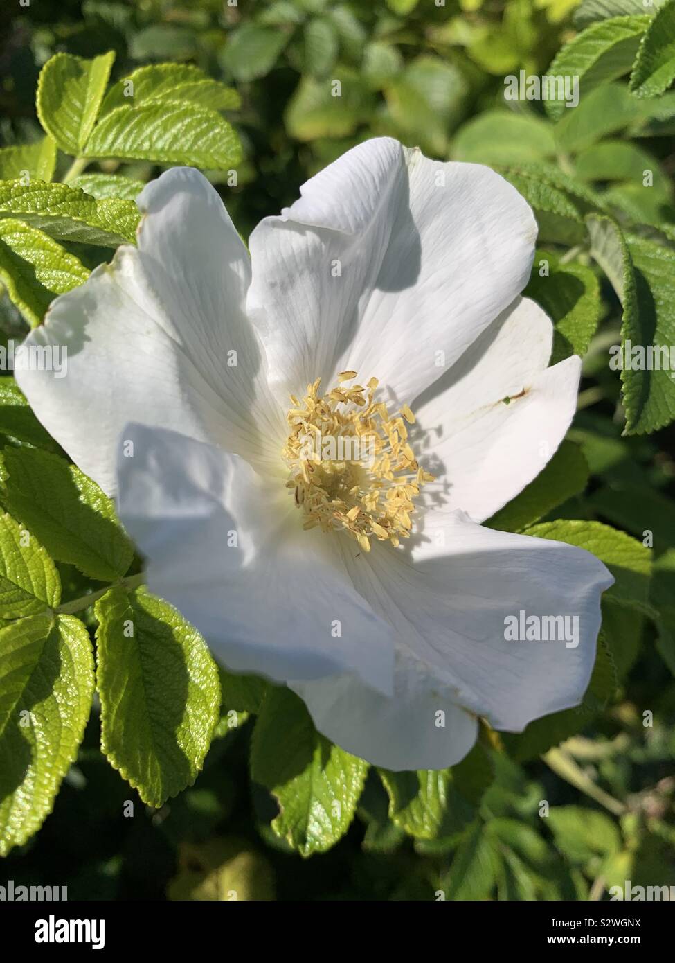 Beste der Sommer bush Blumen Stockfoto