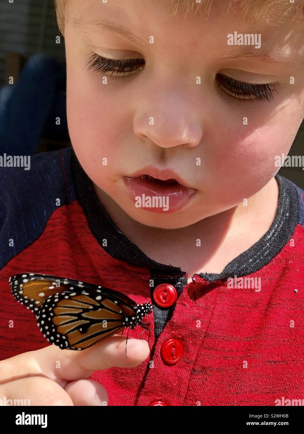 Little boy Holding eine Neu eclosed männlichen queen Butterfly an seinem Finger Stockfoto