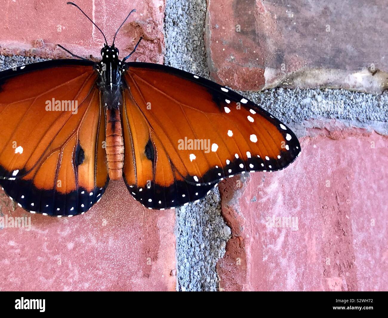 Männliche Königin der Schmetterling an einer Wand Stockfoto