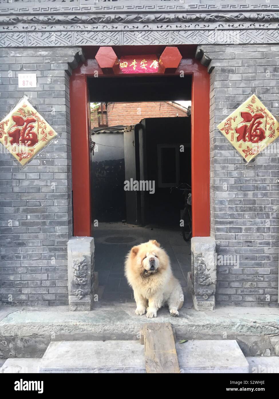 Ein Chow-Chow sitzt vor dem Eingang zum Innenhof in Peking, China Stockfoto