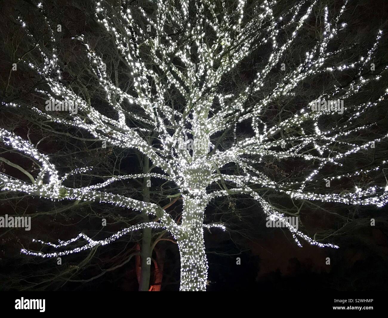 Beleuchtete Baum, Weihnachten bei Kew 2018, Kew Gardens, London Stockfoto