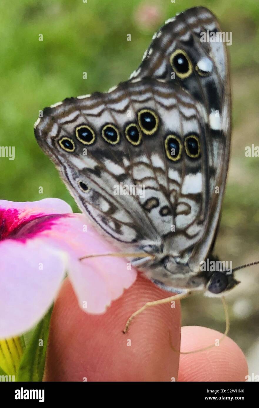Schöner Schmetterling! Die Wunder des Lebens! Auf meiner Hand landete und speiste sie eine Blume. Mit mir für eine halbe Stunde lang. Einfach unglaublich! Stockfoto